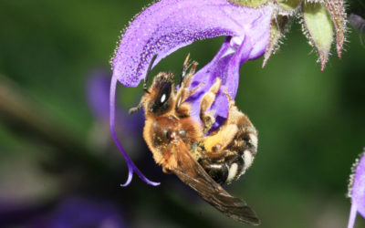 Wildbienen-Hotels und Bienentankstelle – Alles für die Bienen!