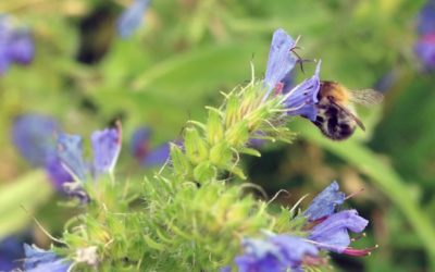 Bienen – für das Ökosystem und die Menschen unersetzlich